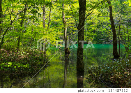 Early summer in the Shirakami-Sanchi World Heritage Site, Juniko Lake and Keitoba Pond, with fresh greenery Early summer in the Shirakami-Sanchi World Heritage Site, Juniko Lake and Keitoba Pond, with fresh greenery 134487312
