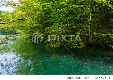 Early summer in the Shirakami-Sanchi World Heritage Site, Juniko Lake and Keitoba Pond, with fresh greenery Early summer in the Shirakami-Sanchi World Heritage Site, Juniko Lake and Keitoba Pond, with fresh greenery 134487323