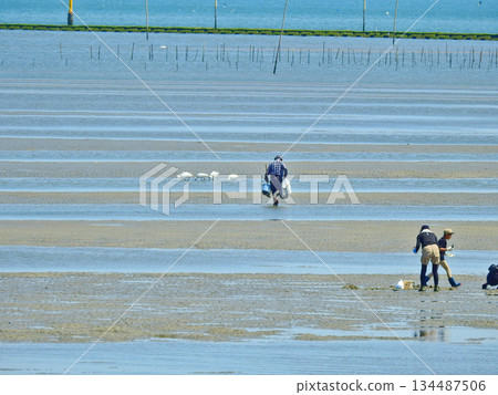 人們在廣闊的海洋潮灘上挖掘貝殼，一隻黑臉琵鷺在潮灘上覓食。 134487506