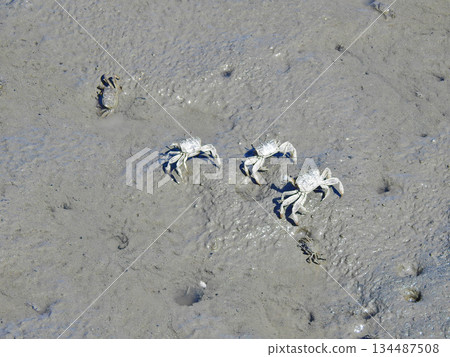 A small crab walking on the mudflats of the sea A small crab walking on the mudflats of the sea 134487508
