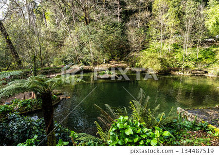 Little Lake in ancient forest o Little Lake in ancient forest o 134487519