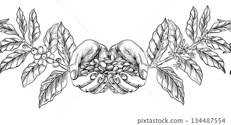 Seamless border with hands and a handful of coffee beans. Vector illustration for cafe and restaurant interiors, menus, packaging, and product branding. 134487554