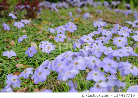 Hananilla Ifeon 134487719