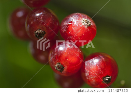 redcurrant fruits redcurrant fruits 134487853