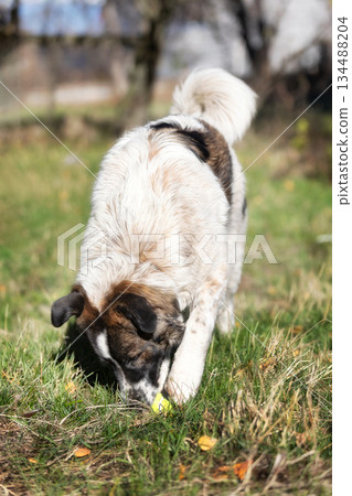 Bulgarian, Karakachan Dog playing with ball Bulgarian, Karakachan Dog playing with ball 134488204