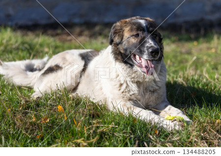 Bulgarian, Karakachan Dog playing with ball Bulgarian, Karakachan Dog playing with ball 134488205