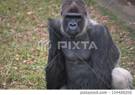 一隻大猩猩問，獨自一人在沙漠裡更孤獨，還是獨自一人在大城市裡更孤獨。 134488208