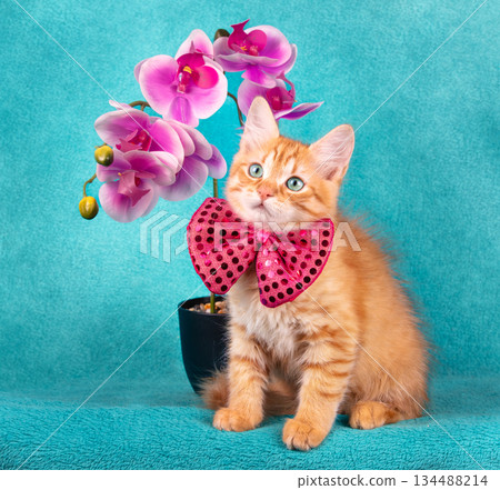 A small ginger kitten in a bow tie sits next to an orchid on a blue background A small ginger kitten in a bow tie sits next to an orchid on a blue background 134488214