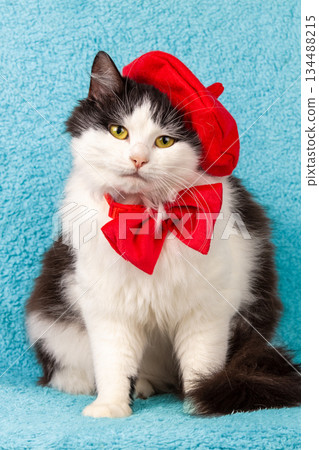 Beautiful black and white cat wearing a red beret hat and bow tie on a blue background 134488215