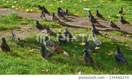 Group of active pigeons grazing on green grass in a park Group of active pigeons grazing on green grass in a park 134488254