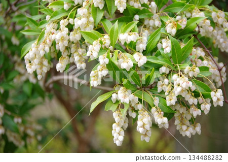 Asebi vinegar 134488282