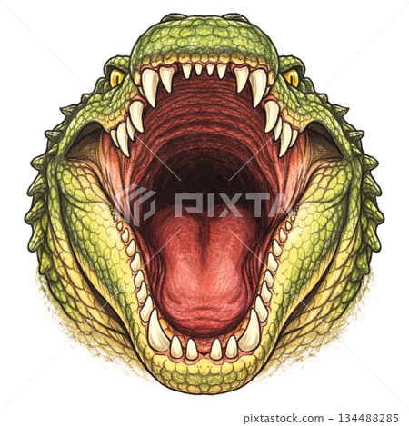 鱷魚張開大嘴的正面插圖 134488285