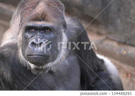 一隻大猩猩向前傾身，確保自己不會錯過任何東西。 134488291