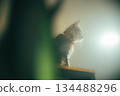 Curious Tabby Cat Looking Down in Soft Light 134488296