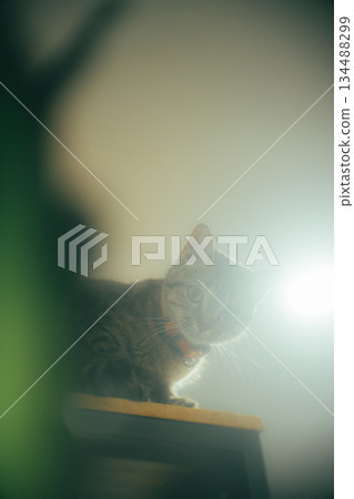 Curious Tabby Cat Looking Down in Soft Light Curious Tabby Cat Looking Down in Soft Light 134488299
