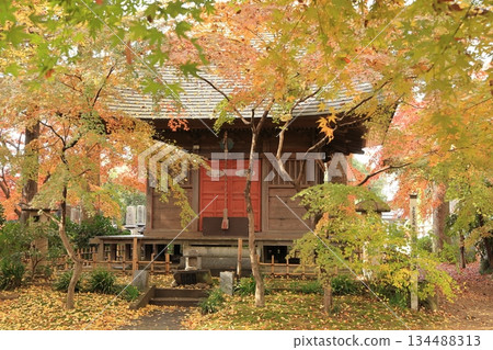Saishoji Yakushido Hall surrounded by autumn maple leaves in Chikusei City Saishoji Yakushido Hall surrounded by autumn maple leaves in Chikusei City 134488313