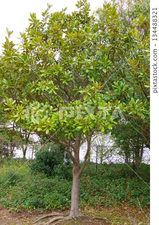 大花玉蘭 134488321