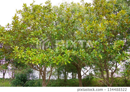 Magnolia grandiflora Magnolia grandiflora 134488322