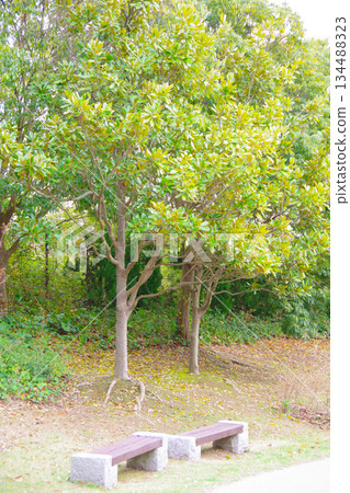 Magnolia grandiflora 134488323