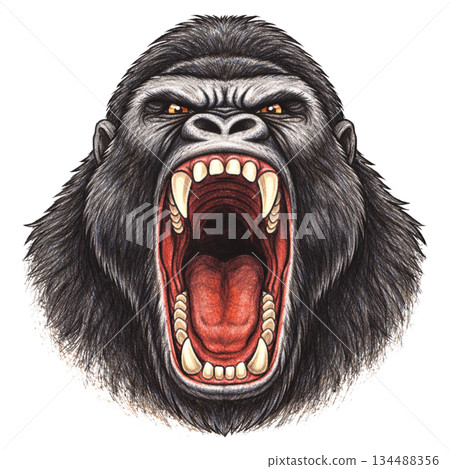 大猩猩正面插圖，大嘴張開 134488356