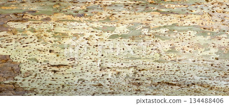 Sycamore tree bark showing natural camouflage pattern 134488406