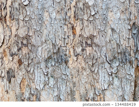 Tree trunk bark showing natural textured pattern Tree trunk bark showing natural textured pattern 134488419