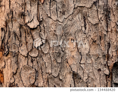 Rough tree bark texture showing natural brown and grey tones 134488420