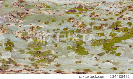 Sycamore tree bark texture close-up abstract pattern Sycamore tree bark texture close-up abstract pattern 134488421