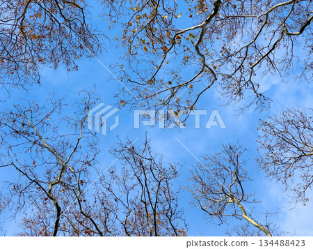 Bare tree branches reaching up into blue sky 134488423