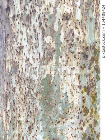 Plane tree bark peeling showing camouflage pattern 134488424