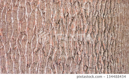 Tree bark texture showing rough natural pattern Tree bark texture showing rough natural pattern 134488434