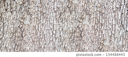 Tree bark texture background showing natural pattern 134488443