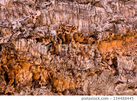 Cork bark tree texture abstract brown pattern background 134488445