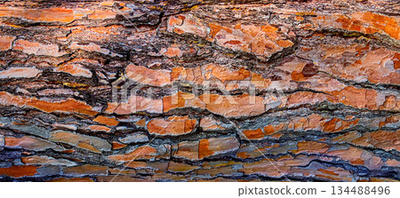 Pine tree bark texture orange brown patterns Pine tree bark texture orange brown patterns 134488496