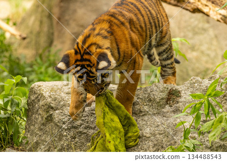 Tiger cubs playing with his mother,sumatra tiger Panthera tigris 134488543