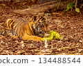 Tiger cubs playing with his mother,sumatra tiger Panthera tigris 134488544