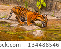 Sumatran tiger family with two little cubs 134488546