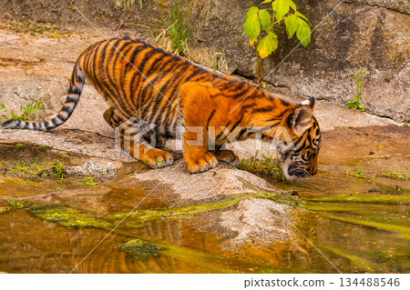 Sumatran tiger family with two little cubs 134488546