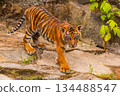 Sumatran tiger family with two little cubs 134488547