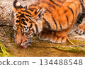 Sumatran tiger family with two little cubs 134488548
