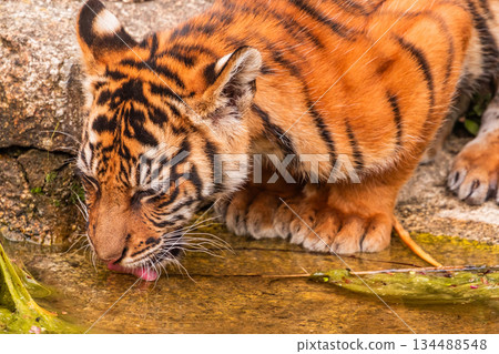 Sumatran tiger family with two little cubs Sumatran tiger family with two little cubs 134488548