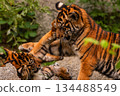 Sumatran tiger family with two little cubs 134488549