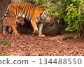 Sumatran tiger family with two little cubs 134488550
