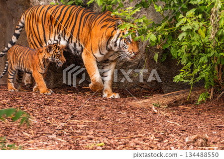 Sumatran tiger family with two little cubs 134488550