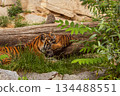 Sumatran tiger family with two little cubs 134488551