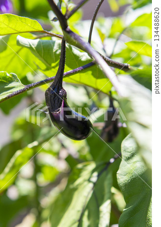 Eggplant in the field Eggplant in the field 134488620