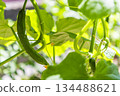 Cucumber fruit 134488621