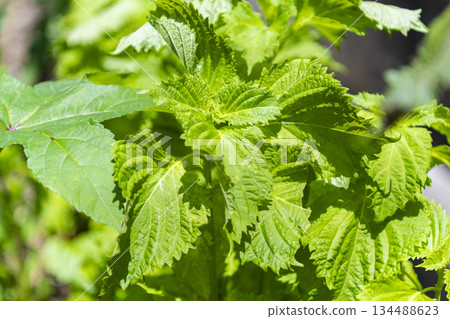 Azusha離開 134488623