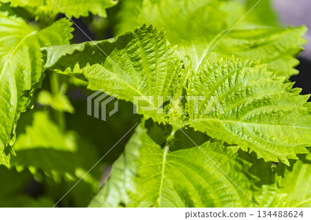 Azusha離開 134488624