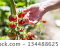 The hands of an elderly man harvesting cherry tomatoes 134488625